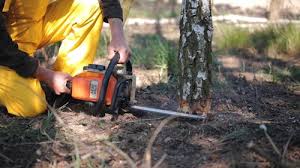 Best Leaf Removal  in Keystone Heights, FL
