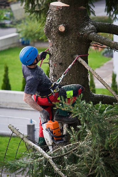 Best Root Management and Removal  in Keystone Heights, FL