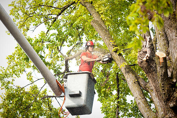 Best Hedge Trimming  in Keystone Heights, FL